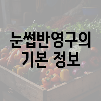 눈썹반영구의 기본 정보